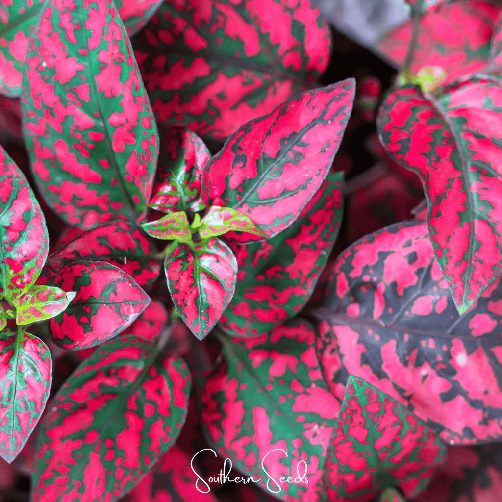 Splash Select Red Hypoestes – 25 Seeds