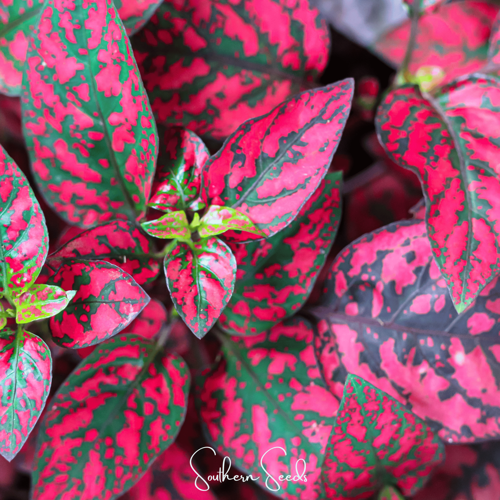 Splash Select Red Hypoestes – 25 Seeds