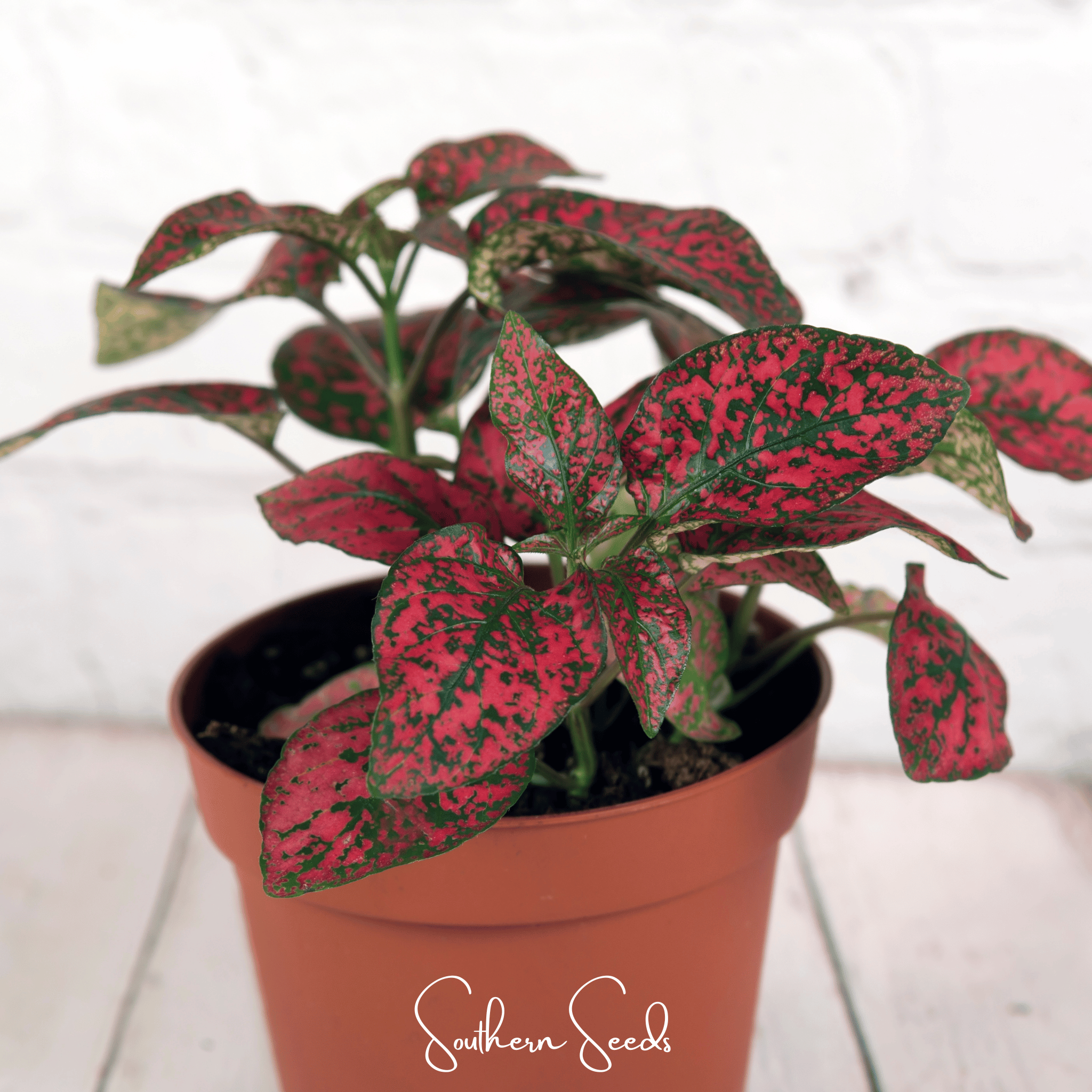 Splash Select Red Hypoestes – 25 Seeds