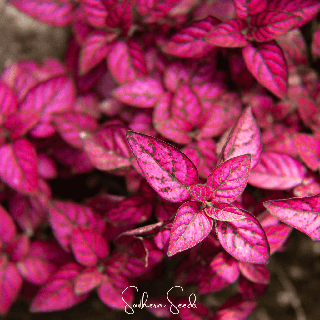 Splash Select Red Hypoestes – 25 Seeds