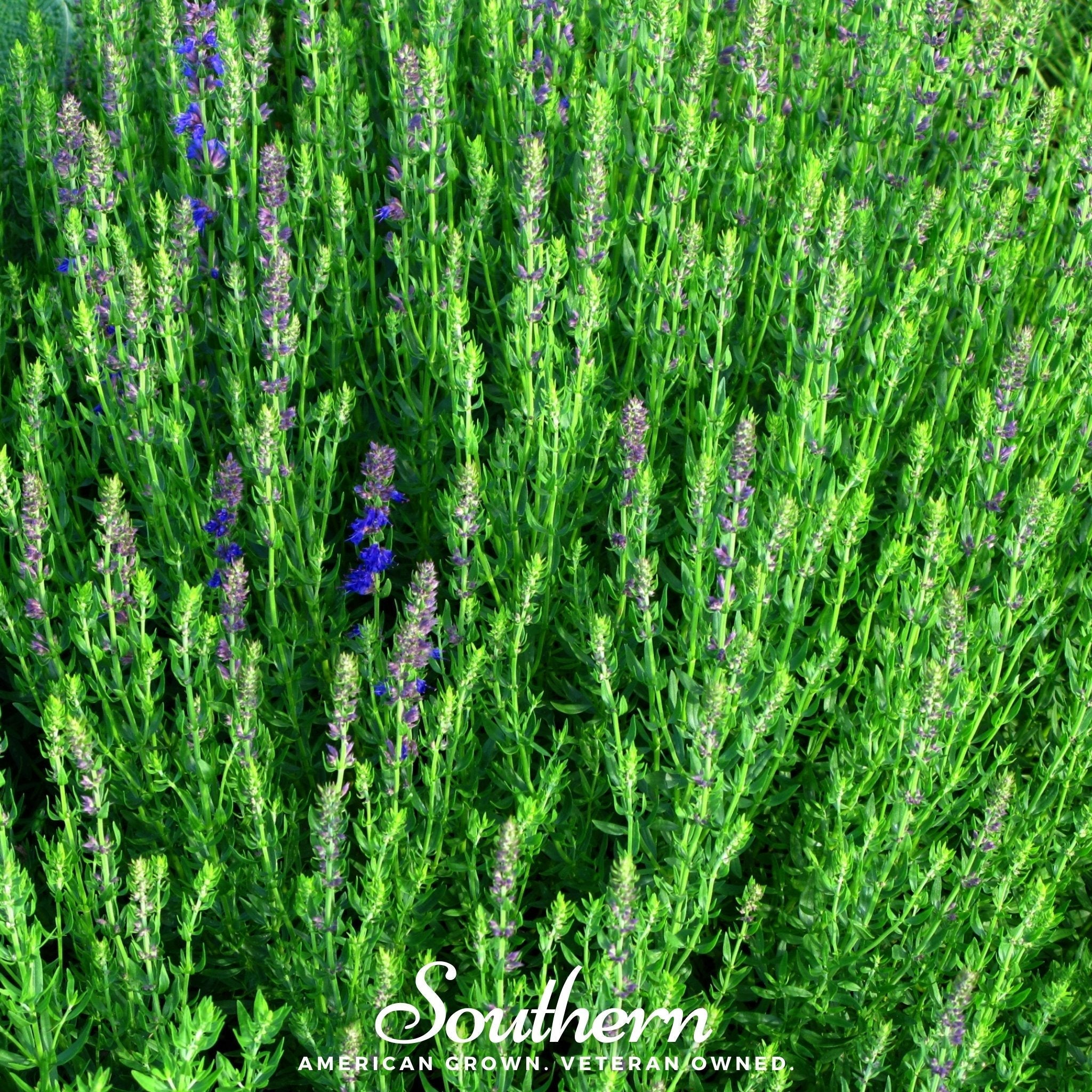 Blue Hyssop – 200 Seeds