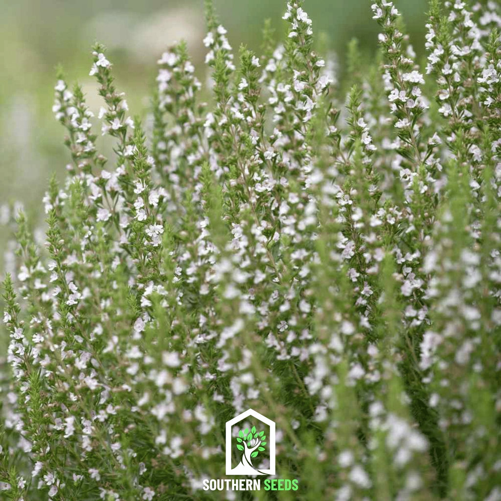 White Hyssop – 50 Seeds