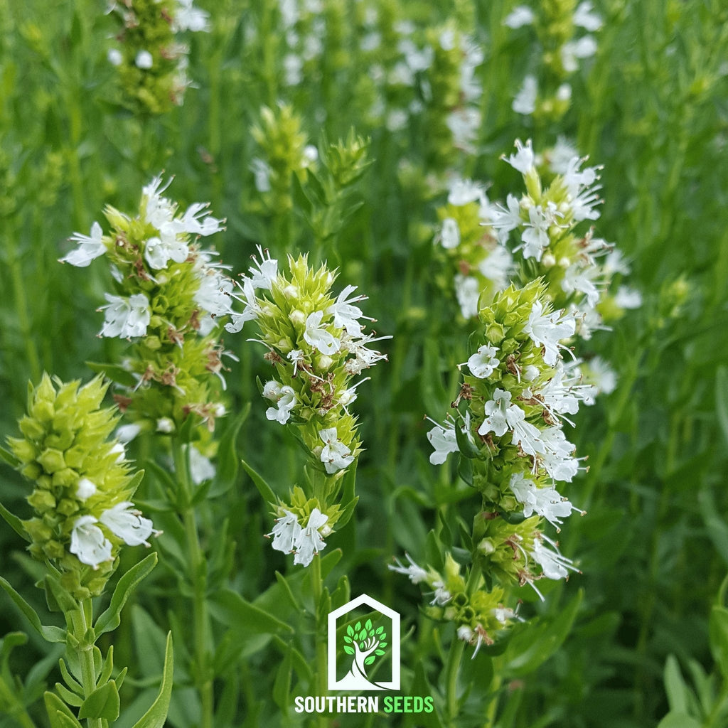 White Hyssop – 50 Seeds