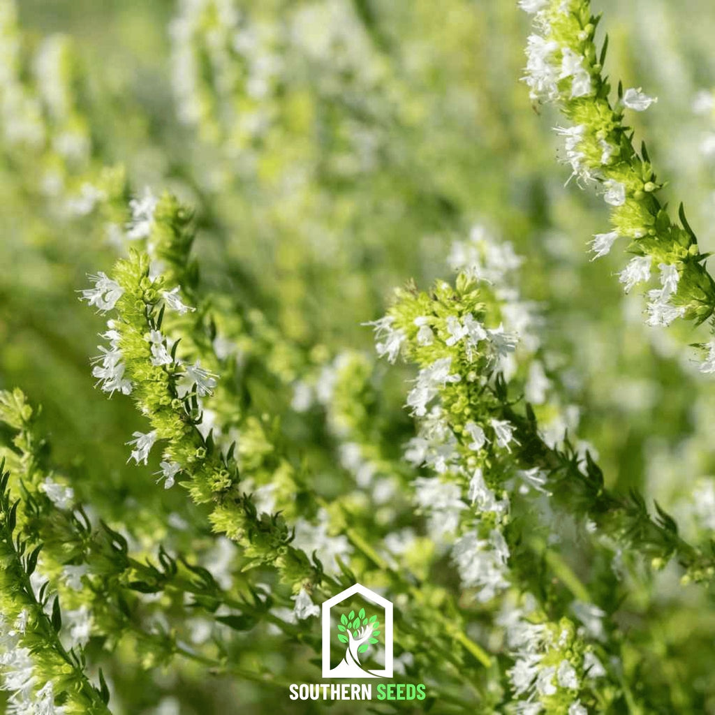 White Hyssop – 50 Seeds