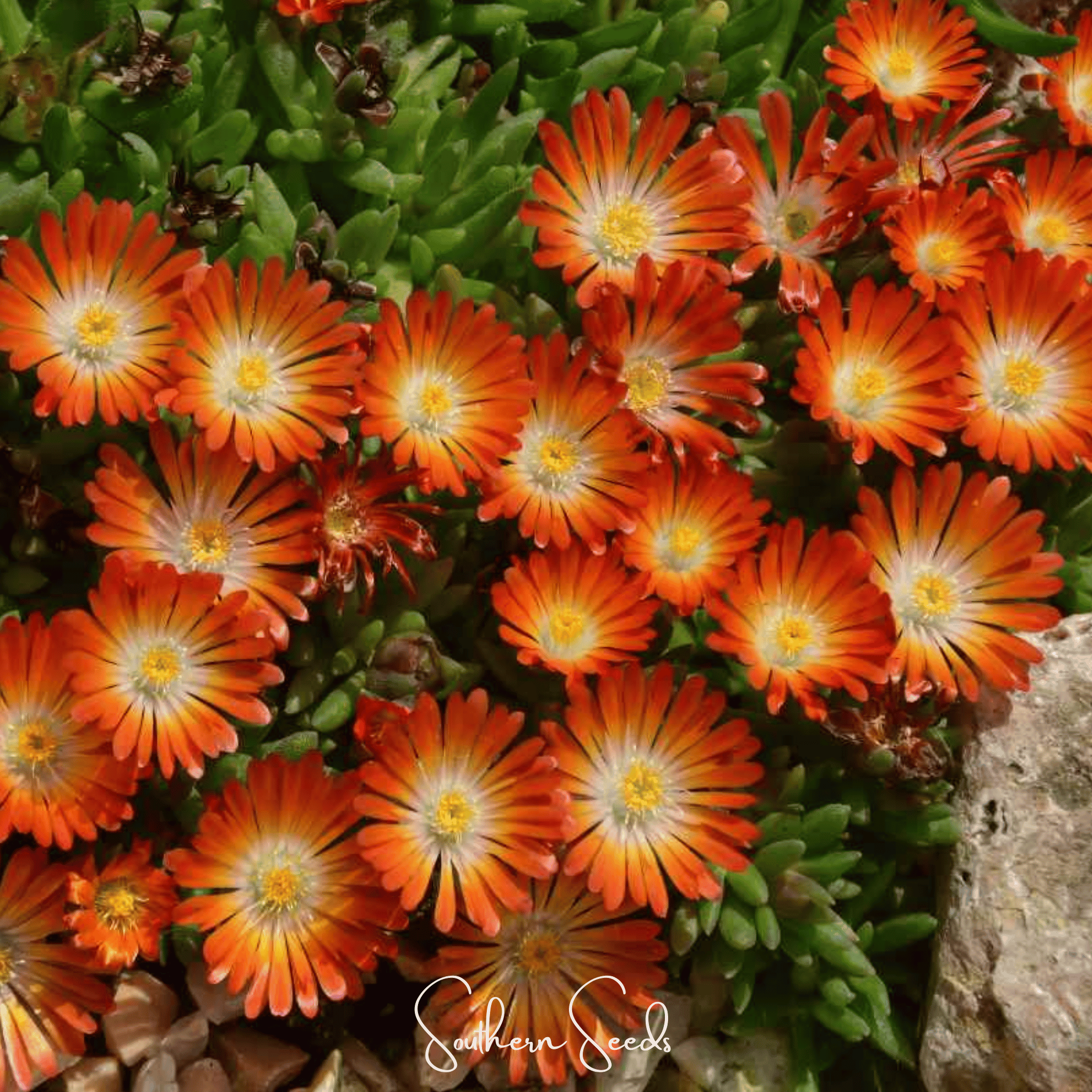 Orange Gelato Ice Plant – 200 Seeds