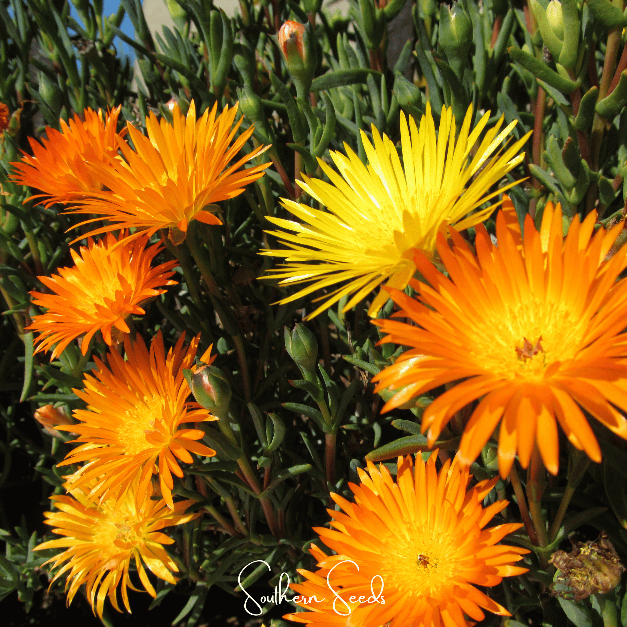 Orange Gelato Ice Plant – 200 Seeds