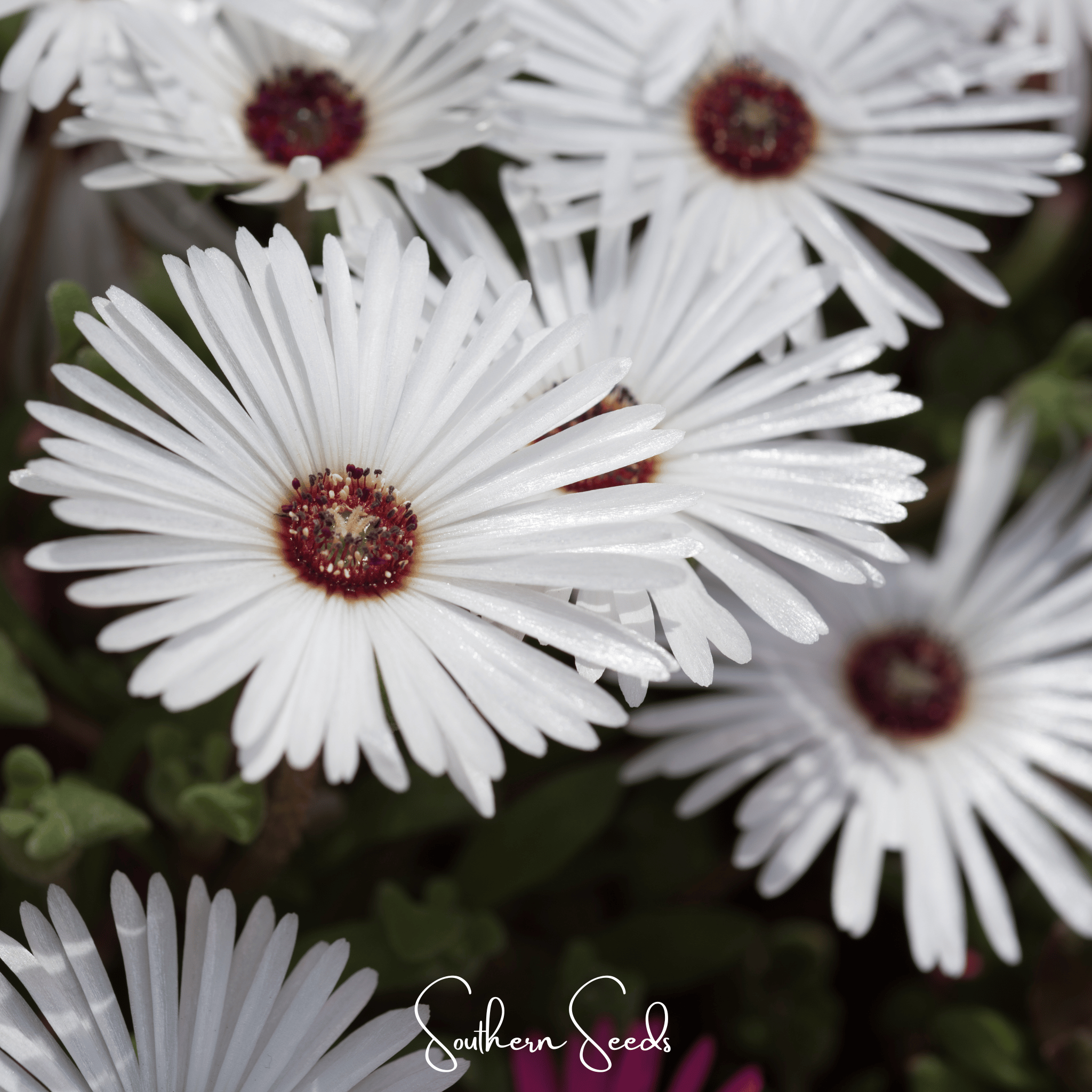 Gelato White Ice Plant – 200 Seeds