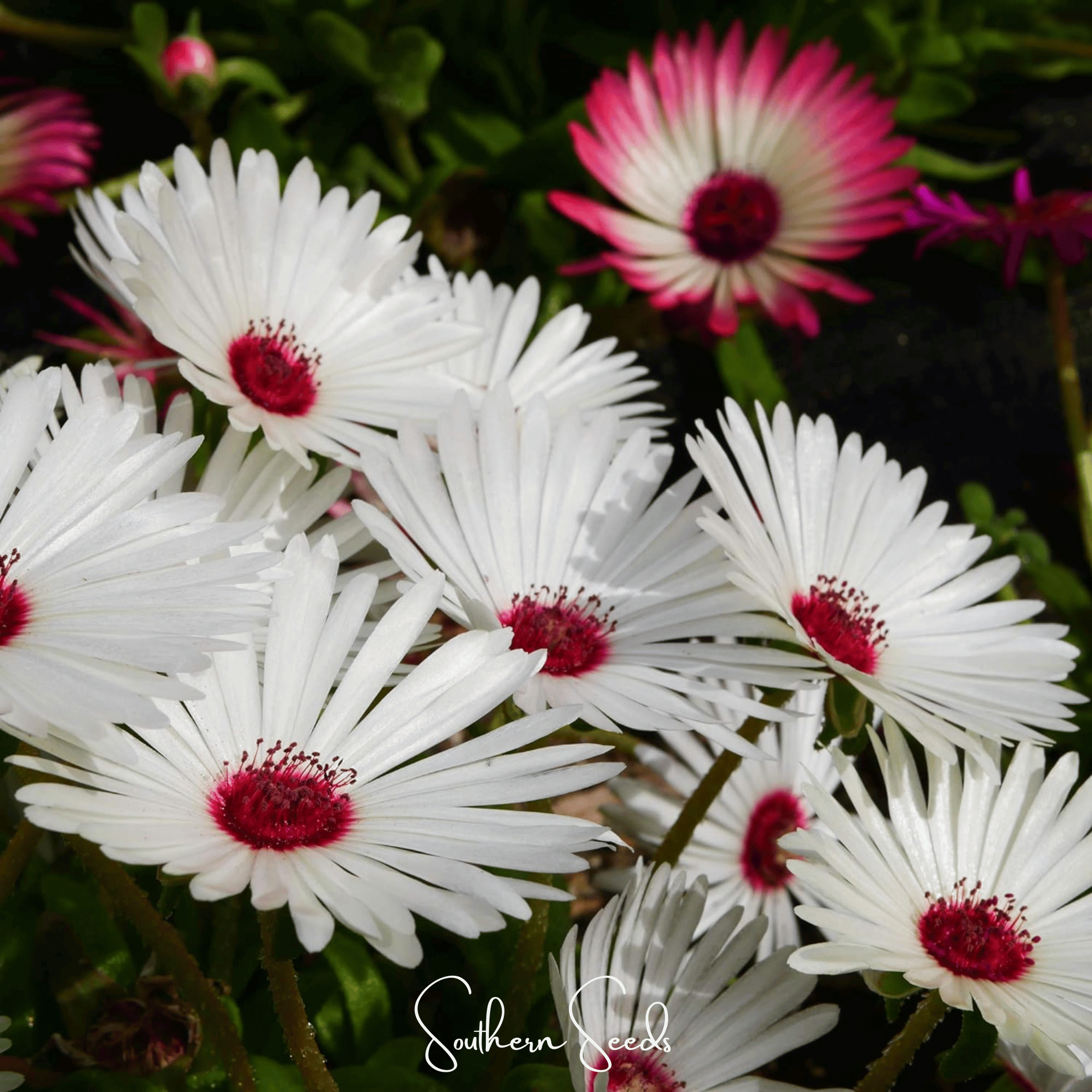 Gelato White Ice Plant – 200 Seeds