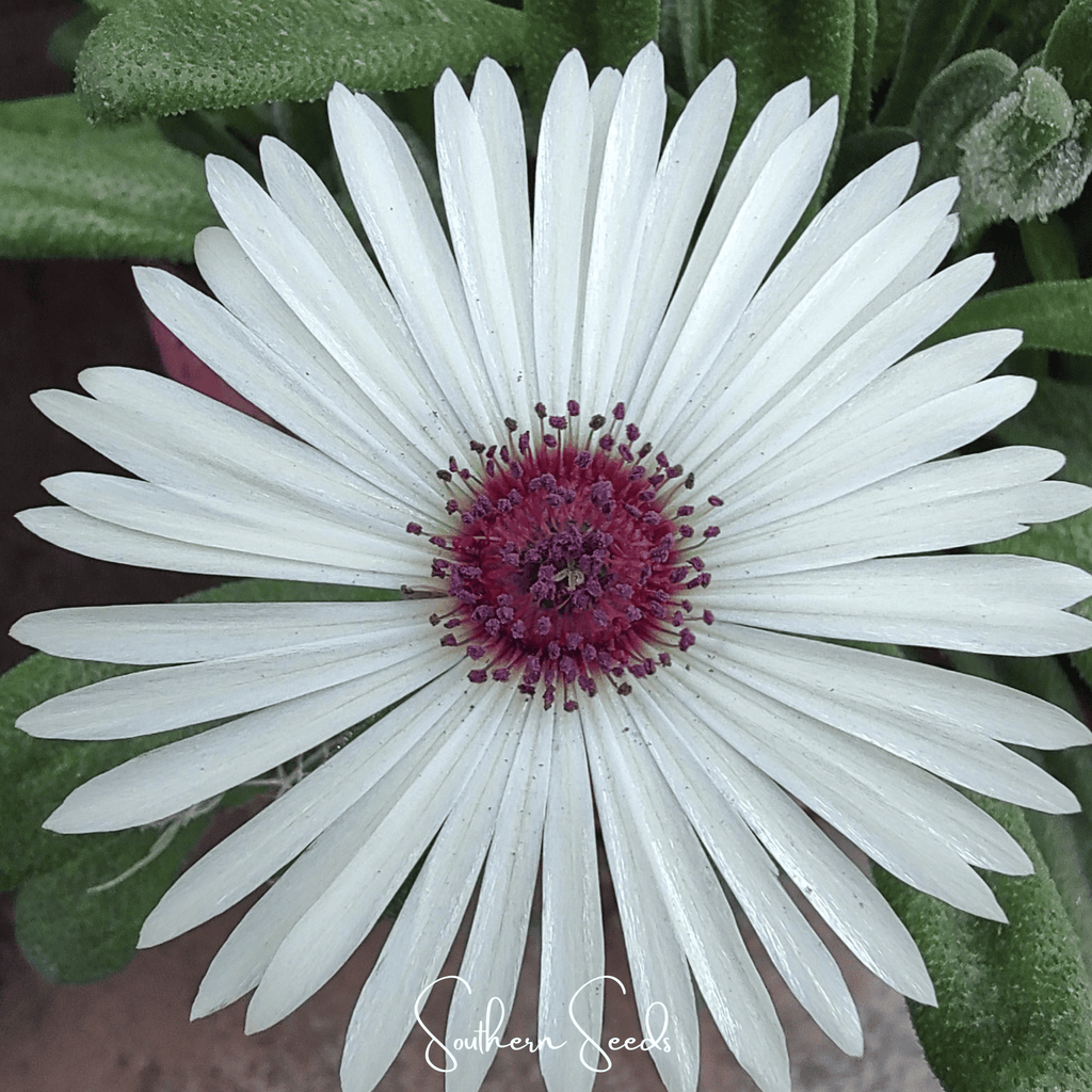 Gelato White Ice Plant – 200 Seeds
