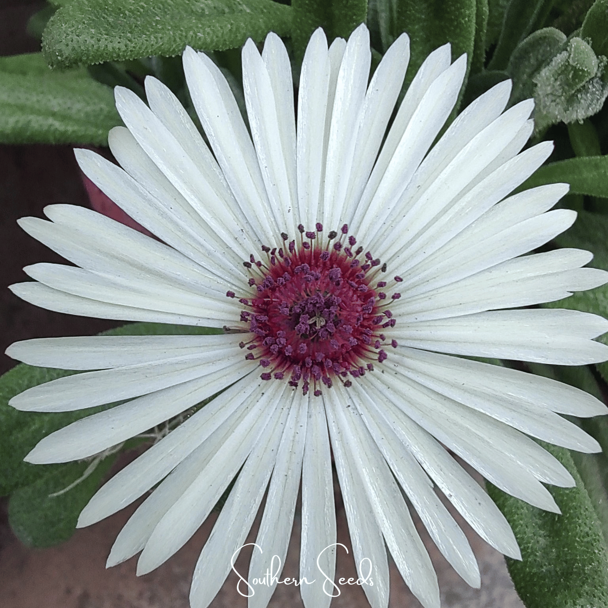 Gelato White Ice Plant – 200 Seeds