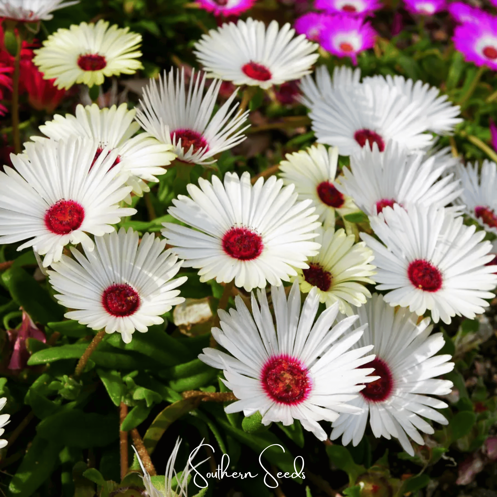 Gelato White Ice Plant – 200 Seeds