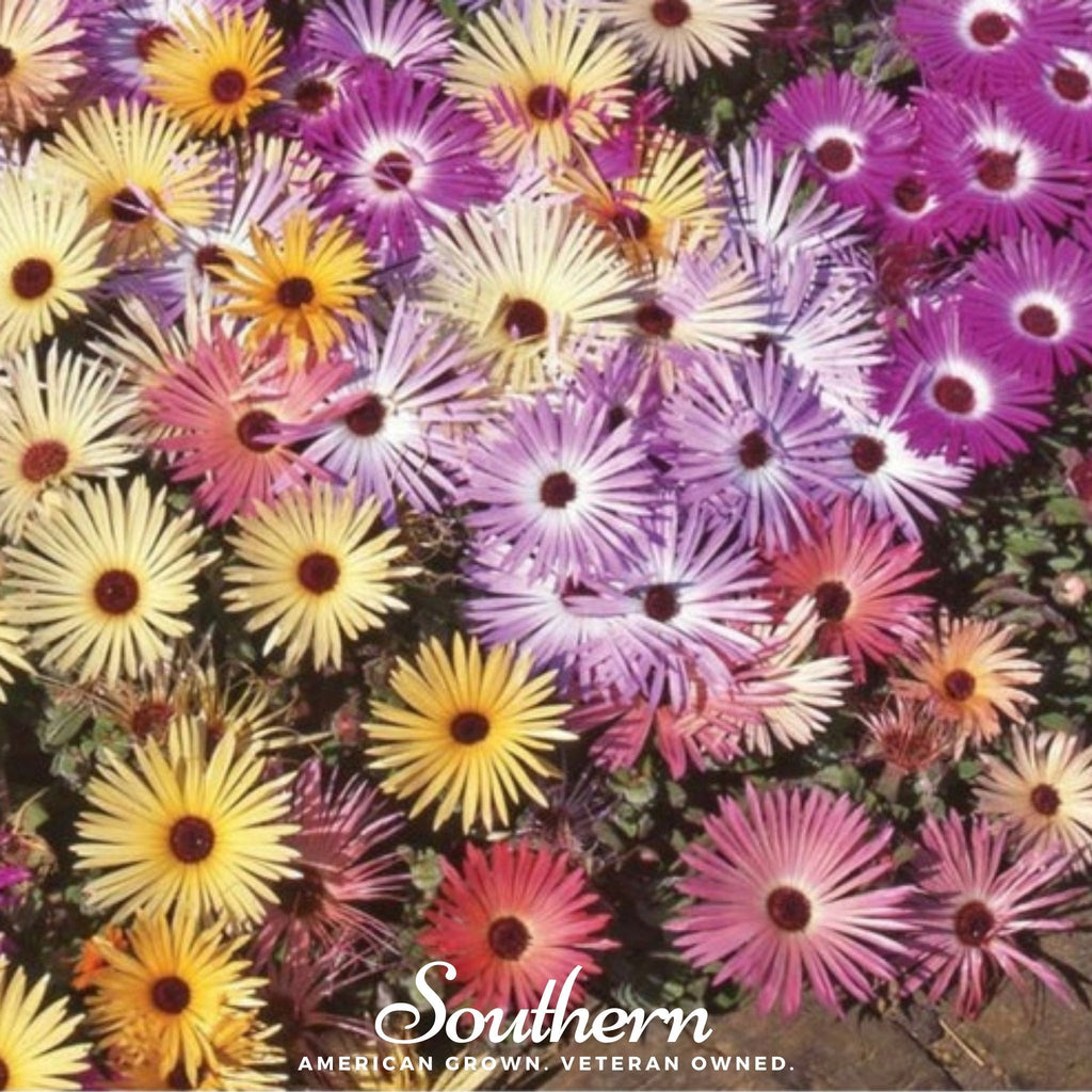 Ice Plant Mix – 200 Seeds