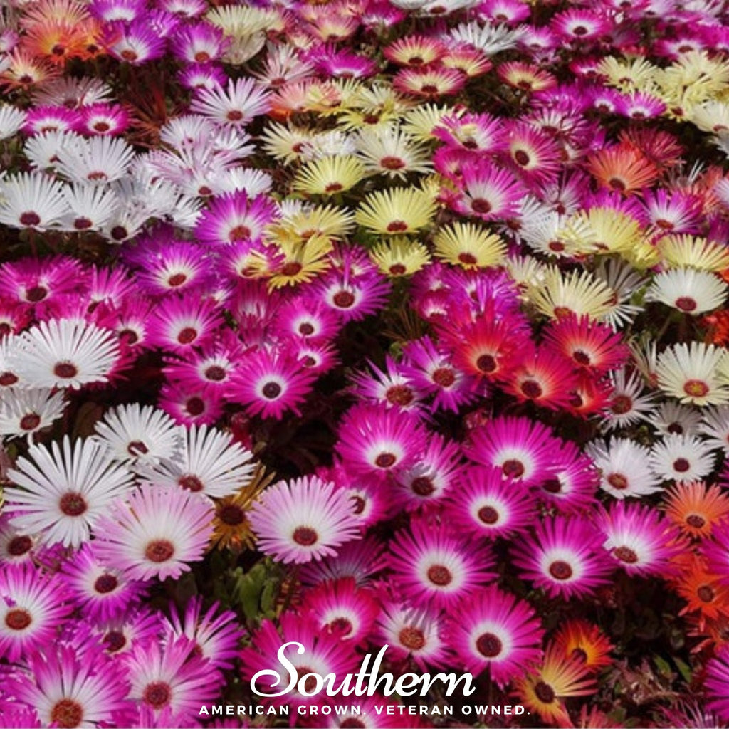 Ice Plant Mix – 200 Seeds
