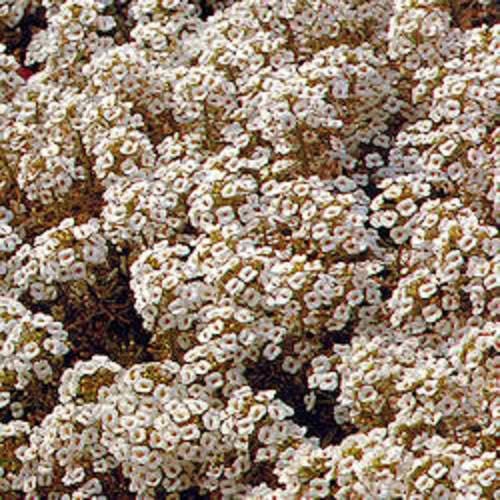 500 Sweet ALYSSUM PASTEL CARPET Mix Lobularia Maritima Flower Seeds