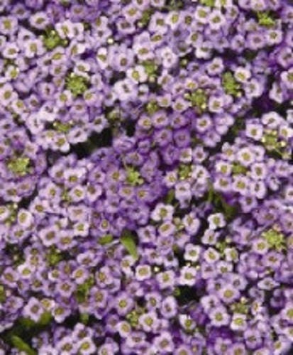 500 Sweet ALYSSUM PASTEL CARPET Mix Lobularia Maritima Flower Seeds