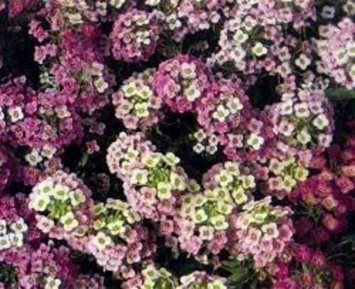 500 Sweet ALYSSUM PASTEL CARPET Mix Lobularia Maritima Flower Seeds