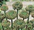 100 HENS and CHICKS Poppy Hens & Chickens Breadseed Lettuce Leaf Papaver Somniferum Flower Seeds