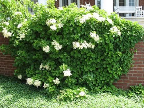 50 CLIMBING HYDRANGEA Anomala Petiolaris Vine Flower Seeds