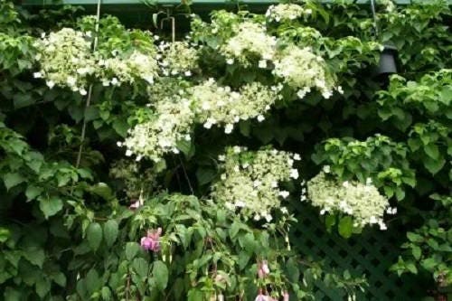 50 CLIMBING HYDRANGEA Anomala Petiolaris Vine Flower Seeds