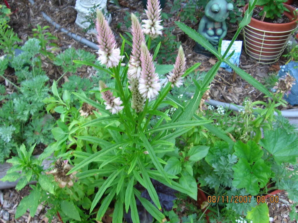 100 FLAMINGO FEATHER Wheat CELOSIA Spicata Pink & White Flower Seeds
