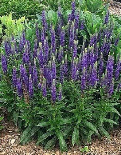 50 Mixed Colors VERONICA SIGHTSEEING MIXTURE (Spike Speedwell) Veronica Spicata Flower Seeds