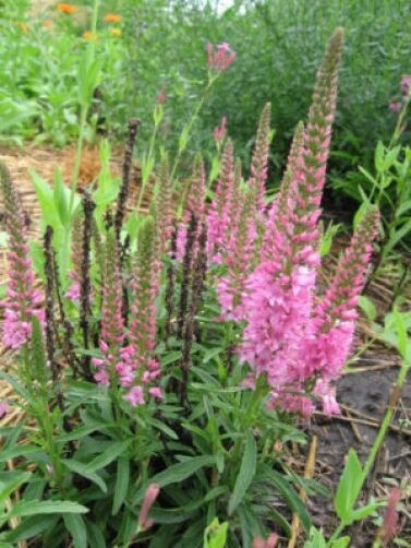 50 Mixed Colors VERONICA SIGHTSEEING MIXTURE (Spike Speedwell) Veronica Spicata Flower Seeds