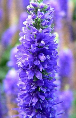 50 Mixed Colors VERONICA SIGHTSEEING MIXTURE (Spike Speedwell) Veronica Spicata Flower Seeds