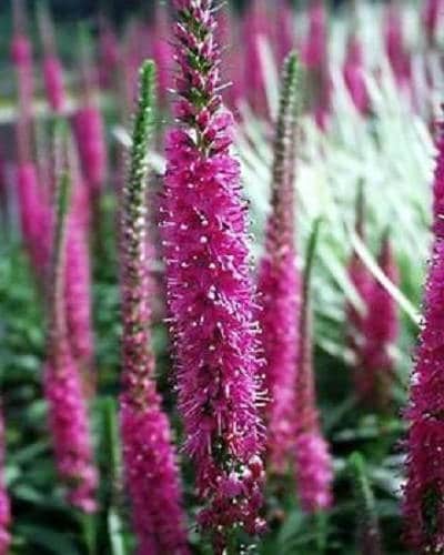 50 Mixed Colors VERONICA SIGHTSEEING MIXTURE (Spike Speedwell) Veronica Spicata Flower Seeds