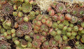 25 MIXED HENS & CHICKS Chickens Succulent (Live Forever) Sempervivum Flower Seeds