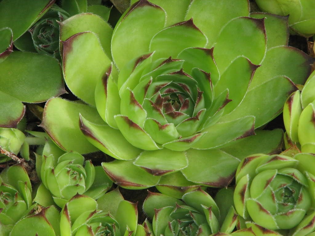 25 MIXED HENS & CHICKS Chickens Succulent (Live Forever) Sempervivum Flower Seeds