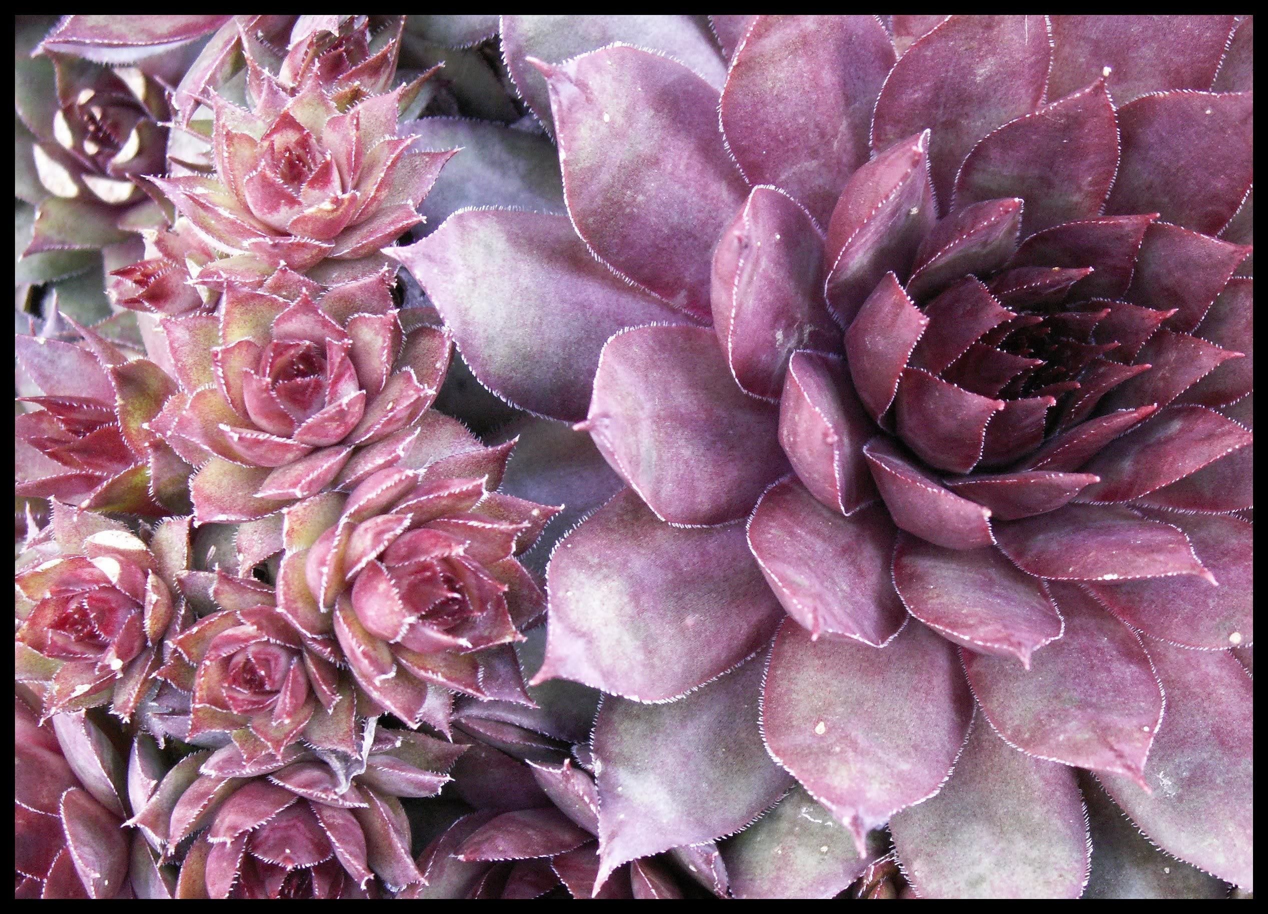 25 MIXED HENS & CHICKS Chickens Succulent (Live Forever) Sempervivum Flower Seeds