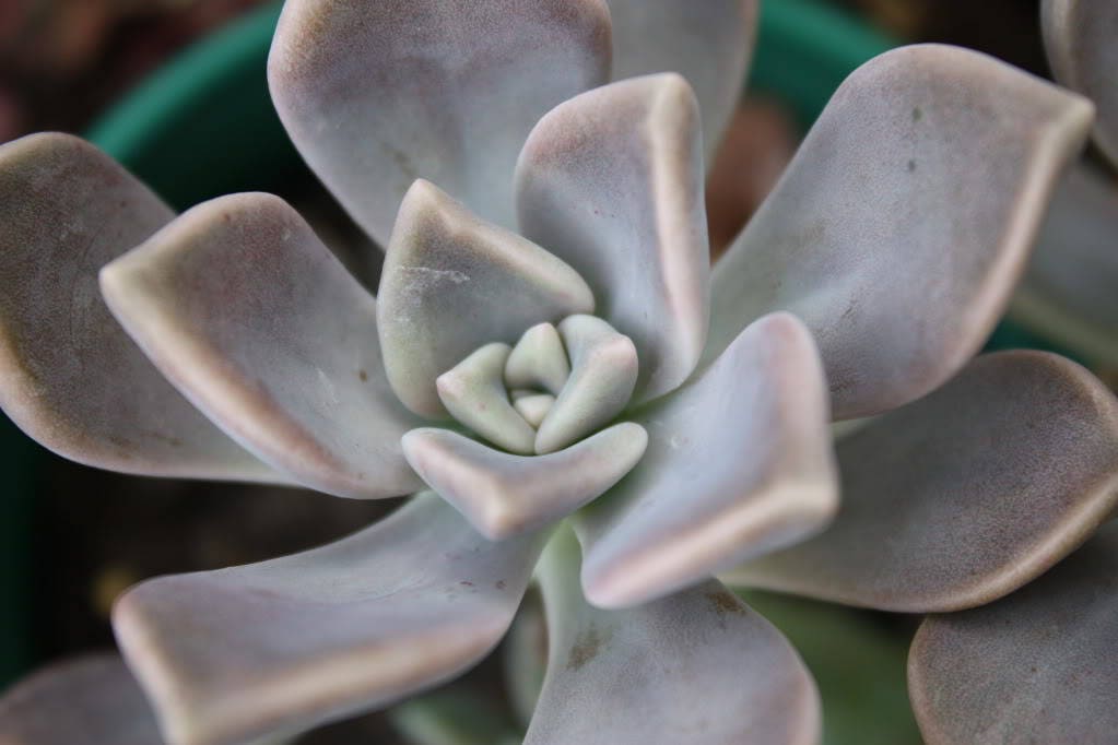 25 MIXED HENS & CHICKS Chickens Succulent (Live Forever) Sempervivum Flower Seeds