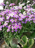 1000 EVENING (night) SCENTED STOCK Matthiola Longipetala Bicornis Flower Seeds