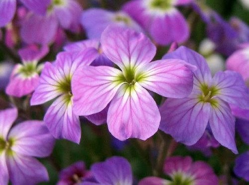 1000 EVENING (night) SCENTED STOCK Matthiola Longipetala Bicornis Flower Seeds