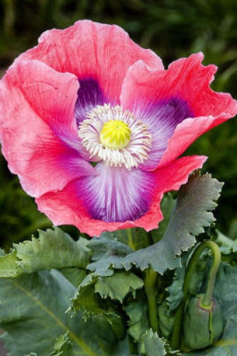 100 HENS and CHICKS Poppy Hens & Chickens Breadseed Lettuce Leaf Papaver Somniferum Flower Seeds