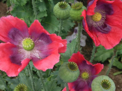 100 HENS and CHICKS Poppy Hens & Chickens Breadseed Lettuce Leaf Papaver Somniferum Flower Seeds