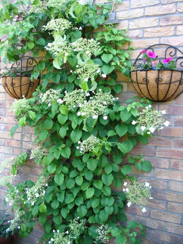 50 CLIMBING HYDRANGEA Anomala Petiolaris Vine Flower Seeds