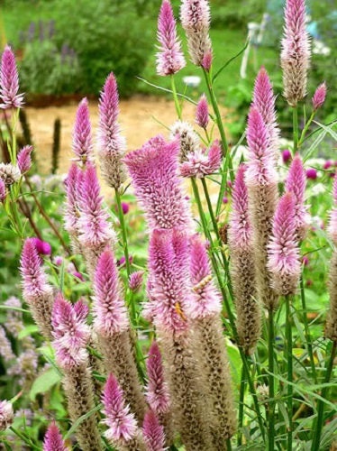 100 FLAMINGO FEATHER Wheat CELOSIA Spicata Pink & White Flower Seeds