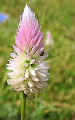100 FLAMINGO FEATHER Wheat CELOSIA Spicata Pink & White Flower Seeds