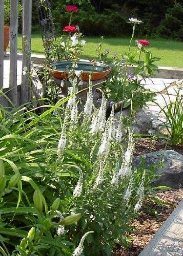 50 Mixed Colors VERONICA SIGHTSEEING MIXTURE (Spike Speedwell) Veronica Spicata Flower Seeds