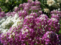 500 Sweet ALYSSUM ROYAL CARPET Lobularia Maritima Flower Seeds
