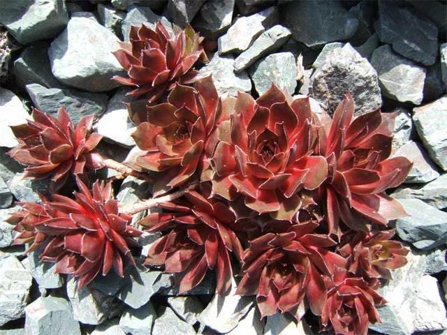 25 MIXED HENS & CHICKS Chickens Succulent (Live Forever) Sempervivum Flower Seeds