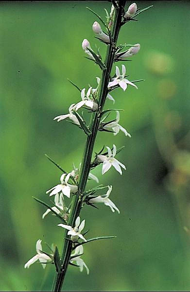 300 PALESPIKE LOBELIA Upright Light Blue Pale Spiked Spicata Flower Seeds