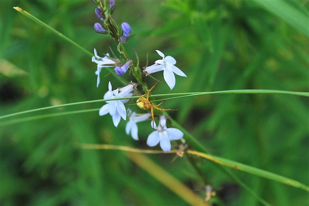 300 PALESPIKE LOBELIA Upright Light Blue Pale Spiked Spicata Flower Seeds