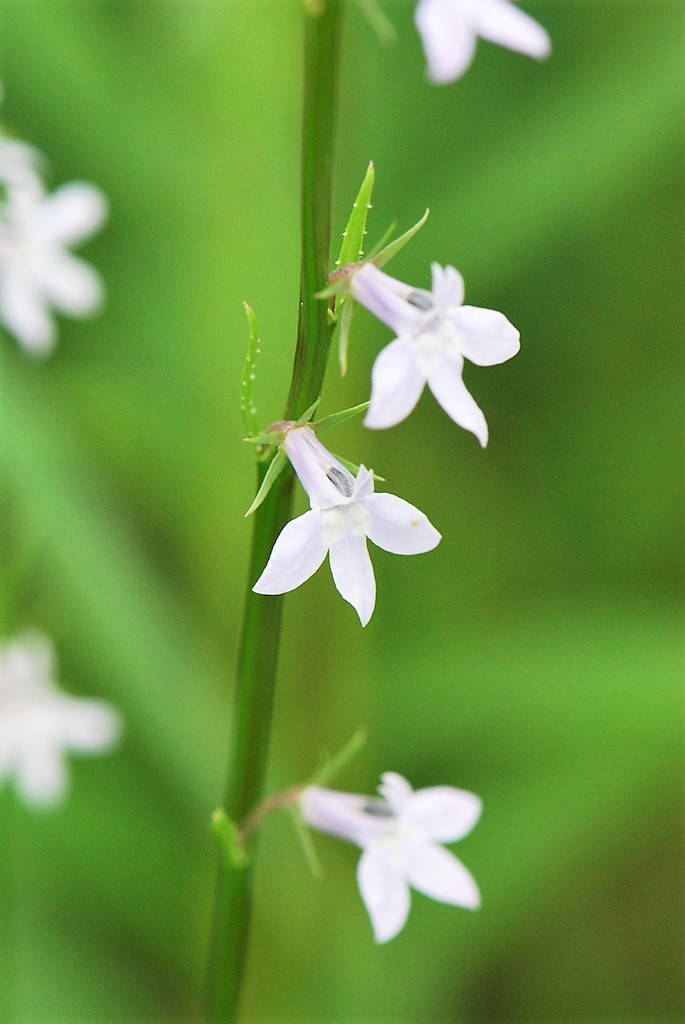 300 PALESPIKE LOBELIA Upright Light Blue Pale Spiked Spicata Flower Seeds