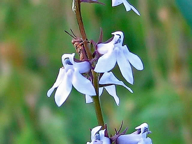 300 PALESPIKE LOBELIA Upright Light Blue Pale Spiked Spicata Flower Seeds