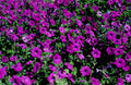 200 Purple LAURA BUSH PETUNIA Violacea Violet Perennial Trumpet Flower Seeds