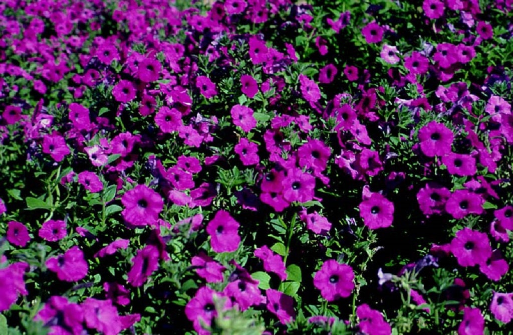 200 Purple LAURA BUSH PETUNIA Violacea Violet Perennial Trumpet Flower Seeds