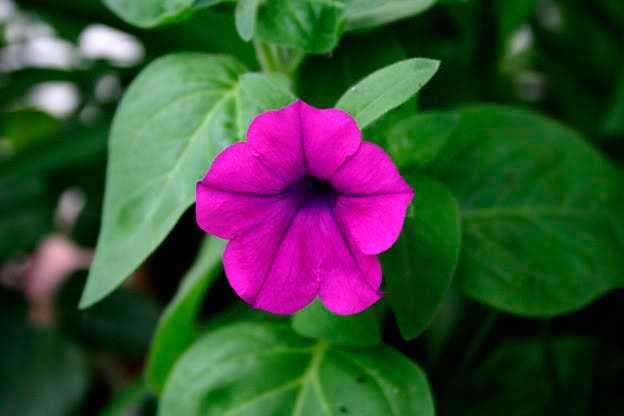 200 Purple LAURA BUSH PETUNIA Violacea Violet Perennial Trumpet Flower Seeds