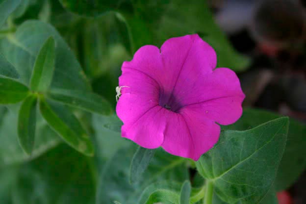 200 Purple LAURA BUSH PETUNIA Violacea Violet Perennial Trumpet Flower Seeds